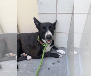 Labrador Retriever-Unknown Mix Dogs for adoption in Corpus Christi, TX, USA