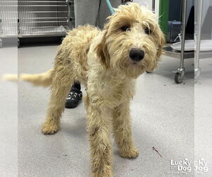 Golden Retriever-Unknown Mix Dogs for adoption in Washington, DC, USA