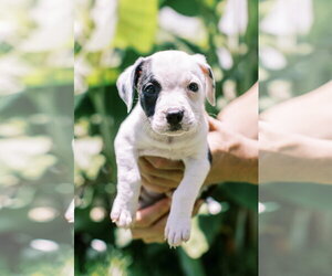 Mutt Dogs for adoption in Mount Pleasant, SC, USA