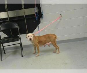 American Pit Bull Terrier-Unknown Mix Dogs for adoption in St. Cloud, FL, USA