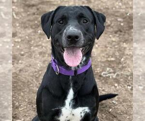 Labrador Retriever-Unknown Mix Dogs for adoption in Aurora, CO, USA