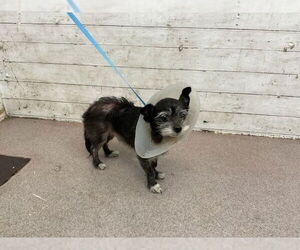 - Mix Dogs for adoption in San Bernardino, CA, USA