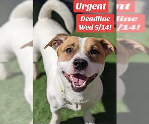 Parson Russell Terrier-Unknown Mix Dogs for adoption in Sacramento, CA, USA