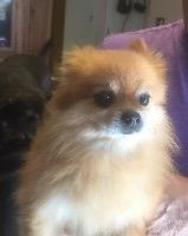 Pomeranian Dogs for adoption in Claremore, OK, USA