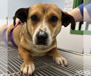 Beagle-Unknown Mix Dogs for adoption in Washington, DC, USA