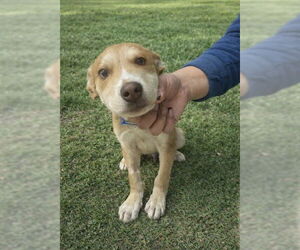 Siberian Husky Dogs for adoption in Riverside, CA, USA