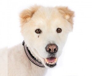 Samoyed Dogs for adoption in San Francisco, CA, USA