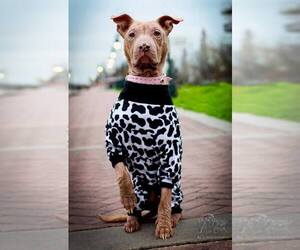 American Pit Bull Terrier-Chinese Shar-Pei Mix Dogs for adoption in Baton Rouge, LA, USA