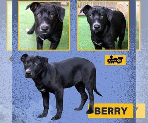 Labrador Retriever-Retriever  Mix Dogs for adoption in Lindsay, CA, USA