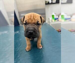 Chinese Shar-Pei-Unknown Mix Dogs for adoption in Mobile, AL, USA
