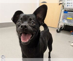 Chihuahua Dogs for adoption in Redwood City, CA, USA