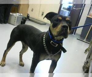 Rottweiler-American Pit Bull Terrier Dogs for adoption in Fayetteville, NC, USA
