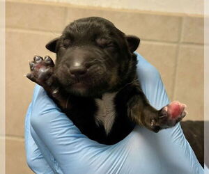 German Shepherd Dog Dogs for adoption in San Bernardino, CA, USA