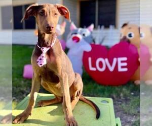 Doberman Pinscher-Unknown Mix Dogs for adoption in Katy, TX, USA