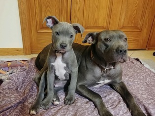 American Staffordshire Terrier Dogs for adoption in Uwchlan, PA, USA