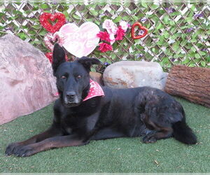 German Shepherd Dog-Unknown Mix Dogs for adoption in Oklahoma City, OK, USA
