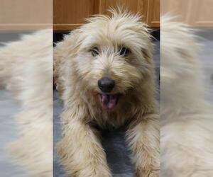 Labrador Retriever-Unknown Mix Dogs for adoption in Thief River Falls, MN, USA