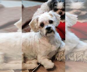 Shih-Poo Dogs for adoption in Catasauqua, PA, USA