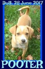 Chi-Corgi Dogs for adoption in Sebec, ME, USA