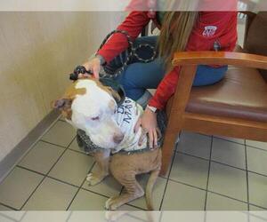 American Pit Bull Terrier Dogs for adoption in Ocala, FL, USA
