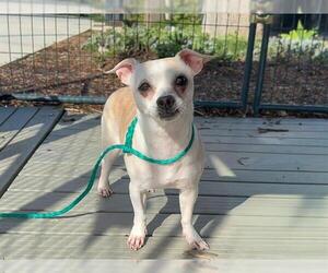 Chihuahua-Unknown Mix Dogs for adoption in Orange, CA, USA