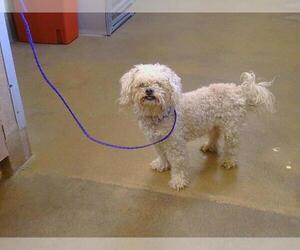 Poodle (Miniature) Dogs for adoption in Sacramento, CA, USA
