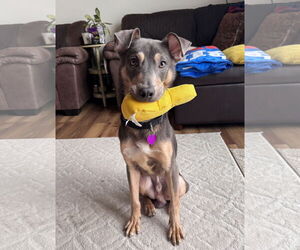 Australian Kelpie-Unknown Mix Dogs for adoption in Aurora, CO, USA