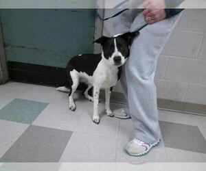 Mutt Dogs for adoption in Oklahoma City, OK, USA