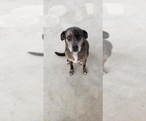 Mutt Dogs for adoption in Camden, TN, USA