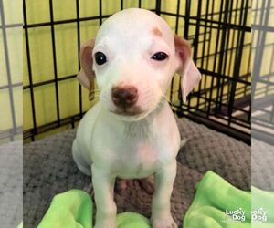Chihuahua-Unknown Mix Dogs for adoption in Washington, DC, USA