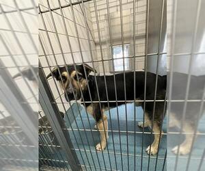 German Shepherd Dog-Unknown Mix Dogs for adoption in Pearland, TX, USA