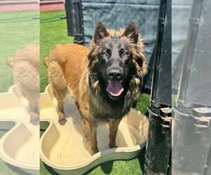 Mutt Dogs for adoption in Imlay City, MI, USA
