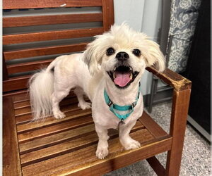Lhasa-Coton Dogs for adoption in Sayreville, NJ, NJ, USA