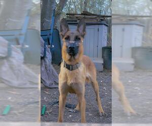 Mutt Dogs for adoption in San Antonio, TX, USA