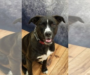 Boxador Dogs for adoption in Ashland, KY, USA
