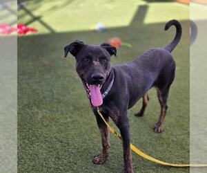 Holland Shepherd-Unknown Mix Dogs for adoption in Las Vegas, NV, USA