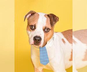 Bulldog Dogs for adoption in Fort Lauderdale, FL, USA