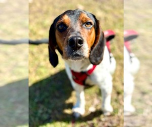 Beagle-Unknown Mix Dogs for adoption in Germantown, OH, USA