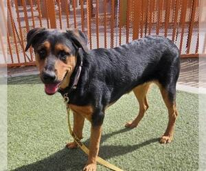 Rottweiler-Unknown Mix Dogs for adoption in Las Vegas, NV, USA
