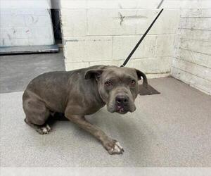 American Pit Bull Terrier Dogs for adoption in San Bernardino, CA, USA