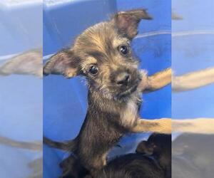 Mutt Dogs for adoption in San Antonio, TX, USA