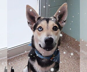 Mutt Dogs for adoption in Martinsburg, WV, USA