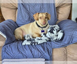 Dachshund-Unknown Mix Dogs for adoption in Sioux Falls, SD, USA