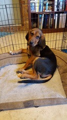 Bloodhound Dogs for adoption in Mobile, AL, USA