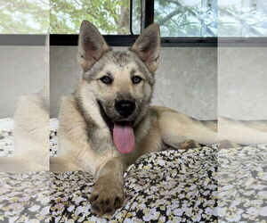 Huskies -Unknown Mix Dogs for adoption in McKinney, TX, USA