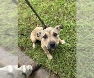 American Pit Bull Terrier-Unknown Mix Dogs for adoption in Oklahoma City, OK, USA