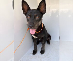Mutt Dogs for adoption in Augusta, GA, USA