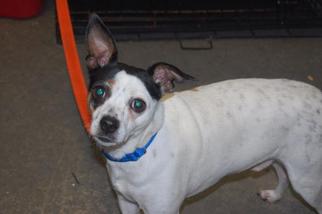 Jack-Rat Terrier Dogs for adoption in Richmond, IN, USA