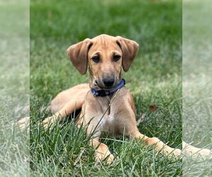 Greyhound-Saluki Mix Dogs for adoption in Laramie, WY, USA