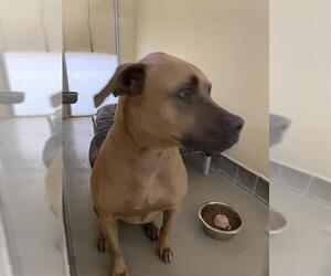 Labrador Retriever-Unknown Mix Dogs for adoption in Sanford, FL, USA